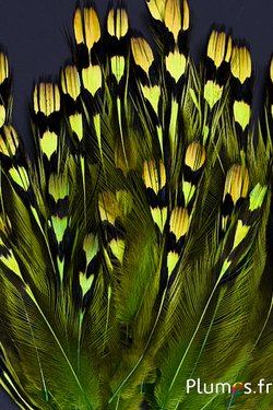 Coq de Sonnerat - 1-3 cm - lime